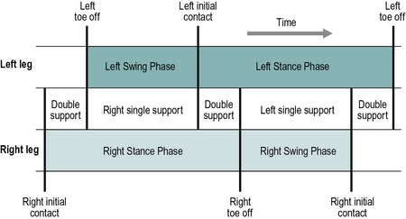 Temporal breakdown of the gait cycle including double support and single support